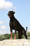 DOBERMANN 1186